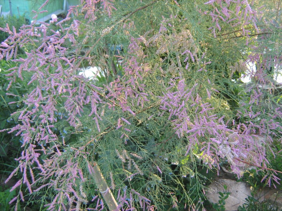 Тамариск Степной