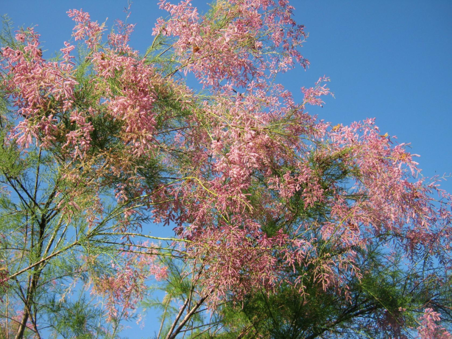 Тамарикс Сибирский