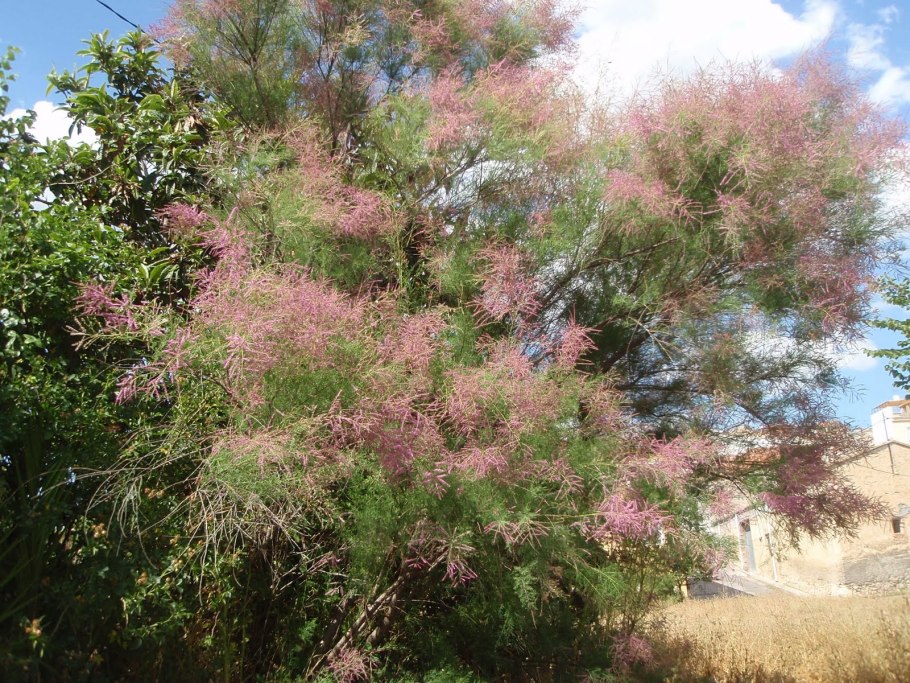 Тамарикс четырехтычинковый Африкана