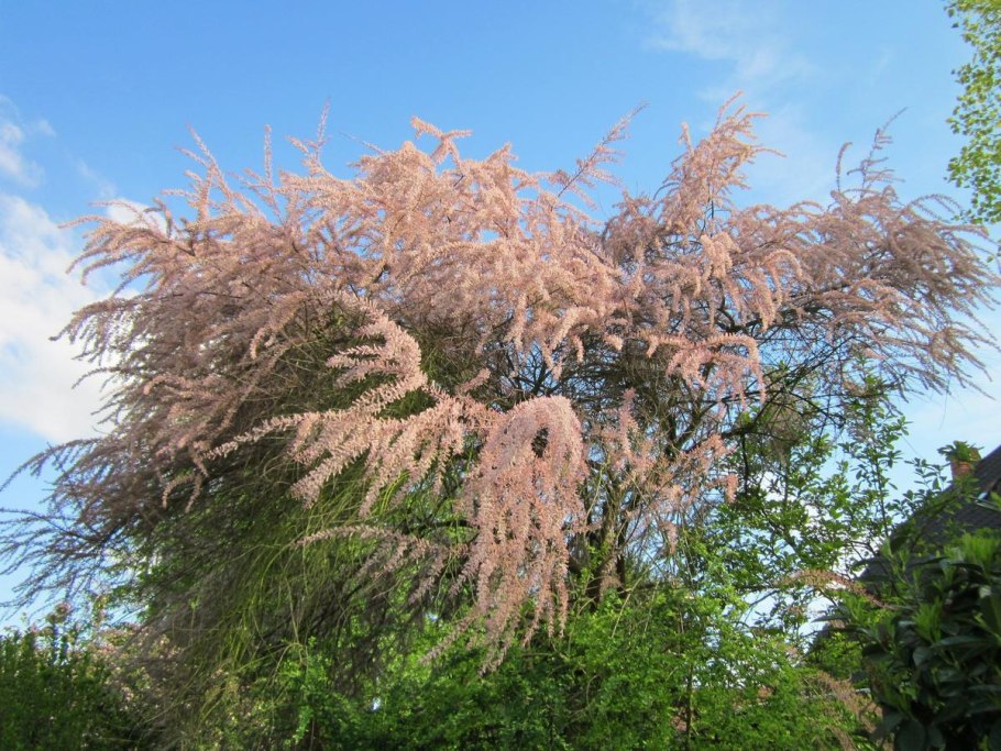 Тамарикс Афилла