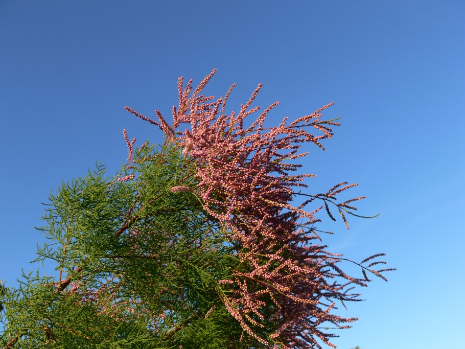 Тамарикс дерево