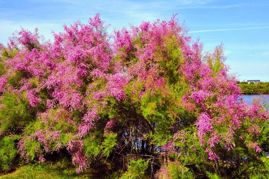 Тамарикс кустарник