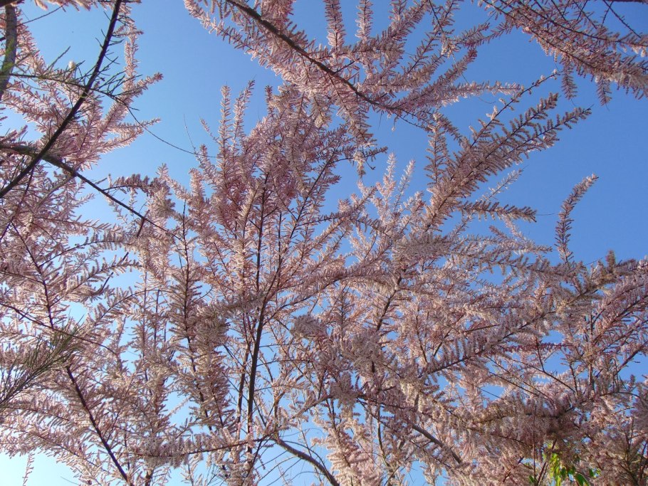 Тамарикс в Севастополе