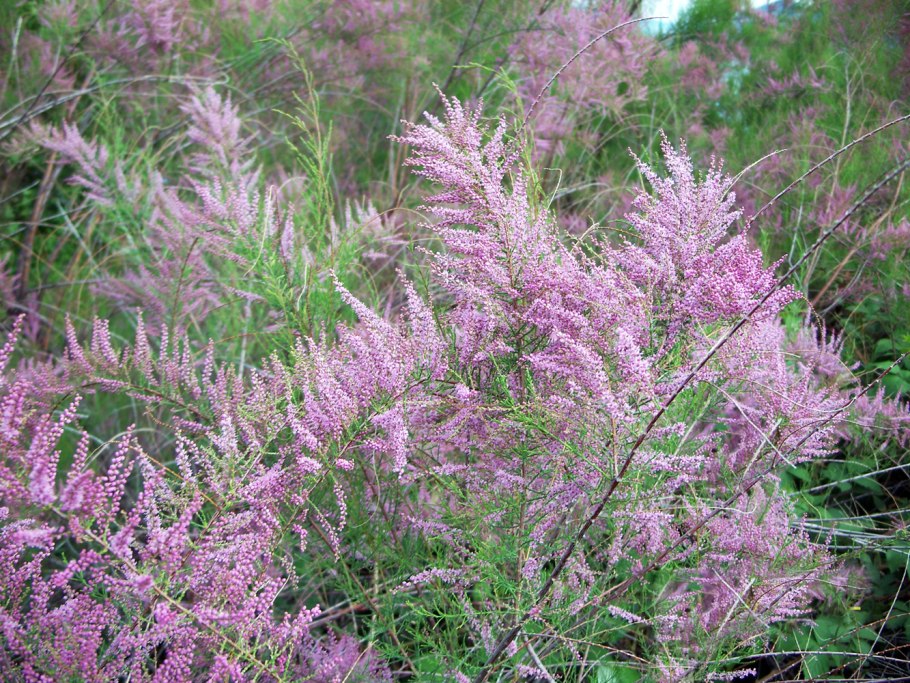 Тамариск в Египте