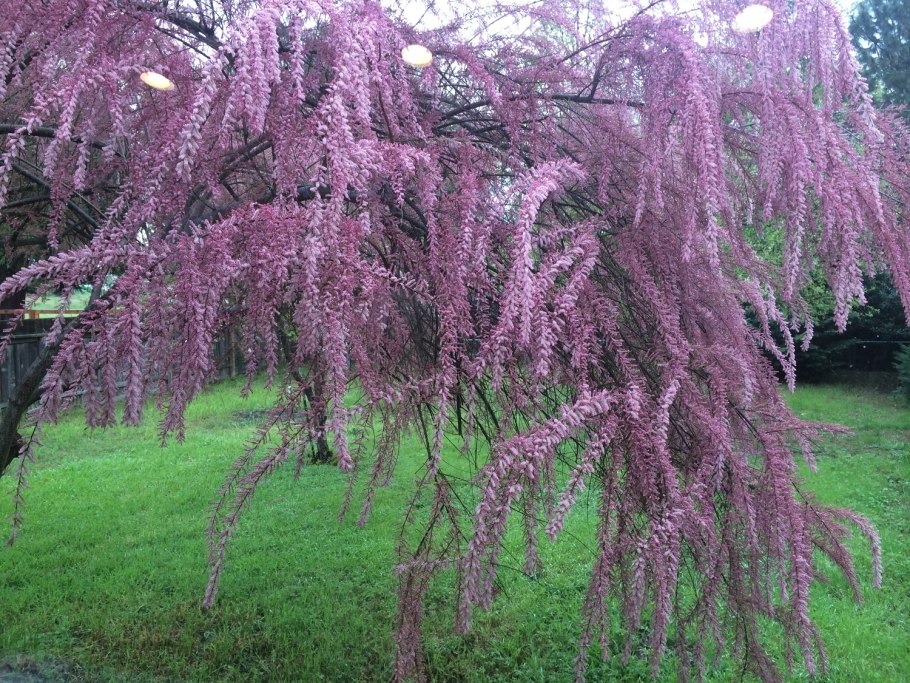 Тамарикс Рамосиссима