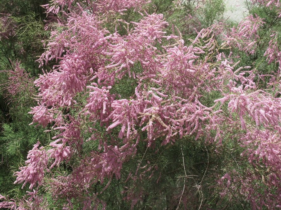 Тамарикс Pink Cascade