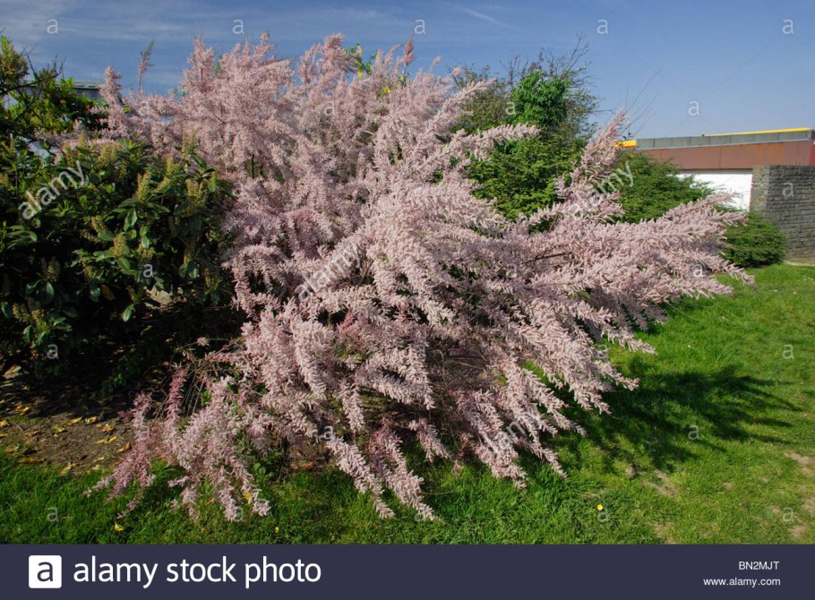 Тамарикс Гребенщик