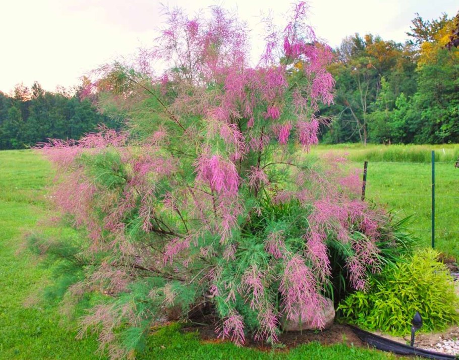 Тамарикс бисерник