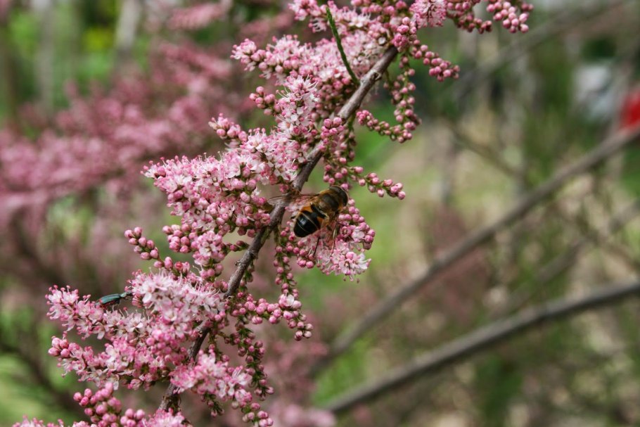 Тамарикс Тетранда (tetrandra)