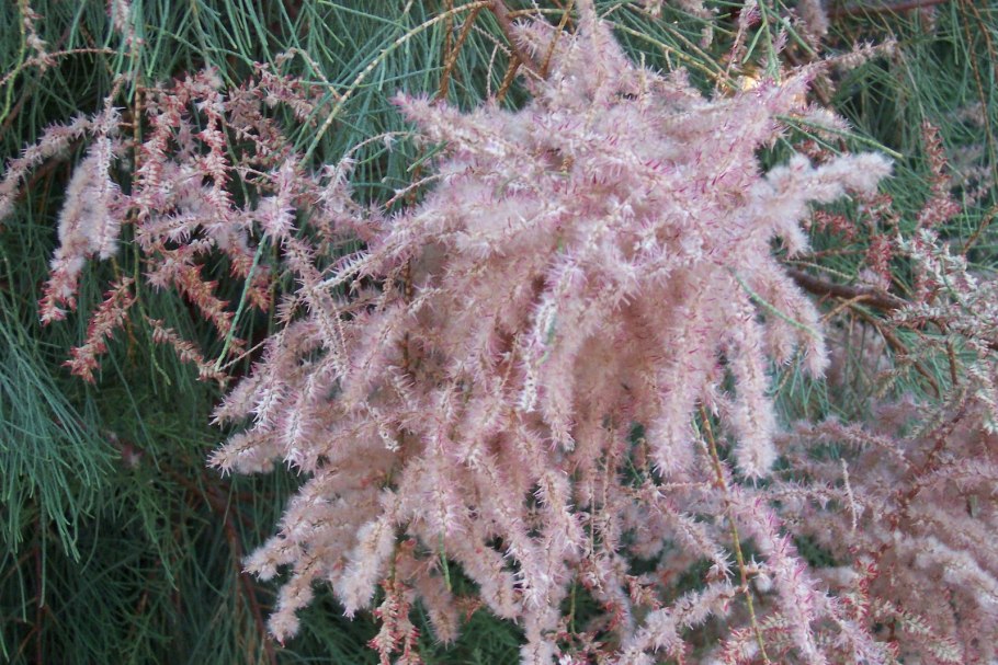 Тамарикс четырёхтычинковый