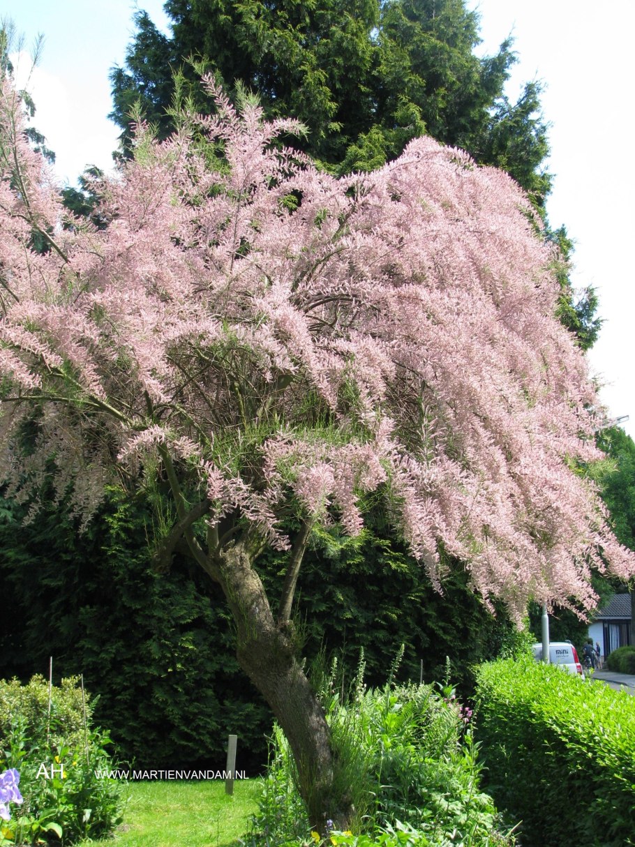 Тамарикс - Божье дерево