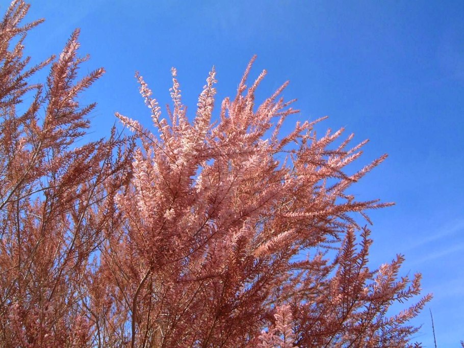 Тамарикс Рубра