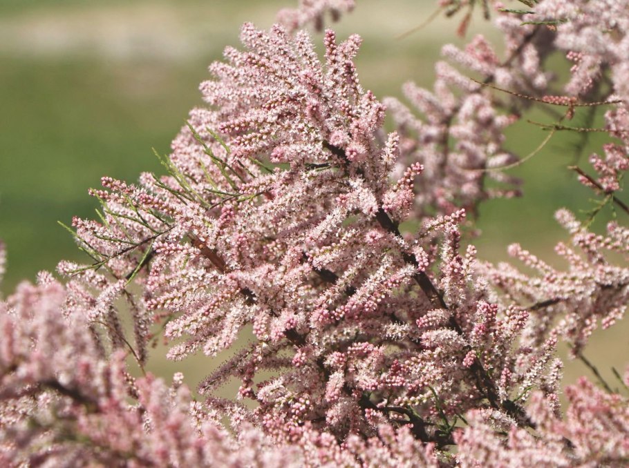 Тамарикс Парвифлора