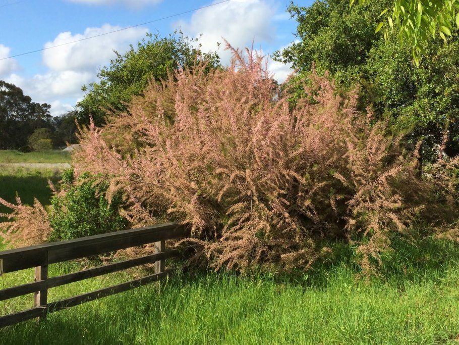 Тамарикс бисерник