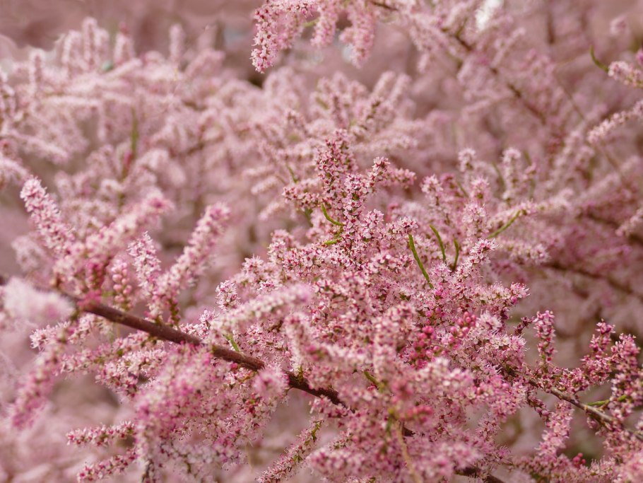 Тамарикс Мейера