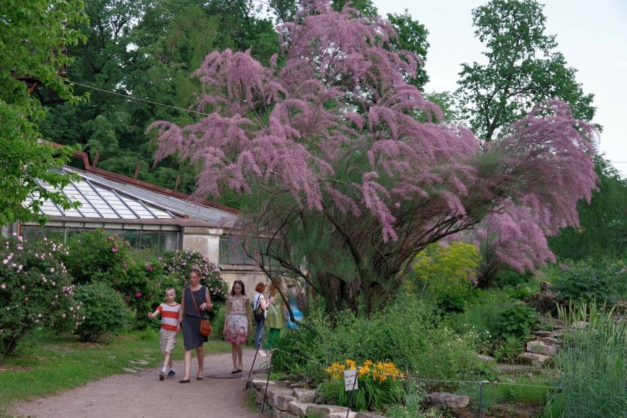 Тамарикс четырехтычинковый Tamarix tetrandra