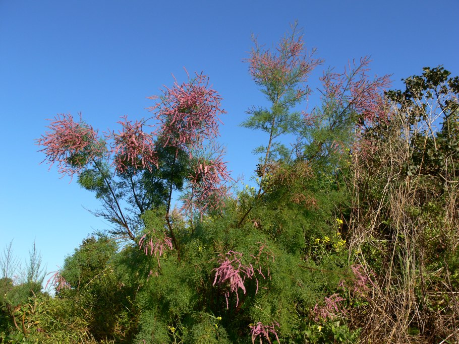 Тамарикс стриженный