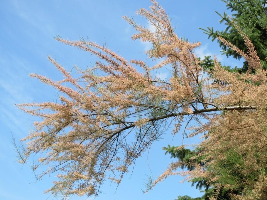 Тамарикс бисерник