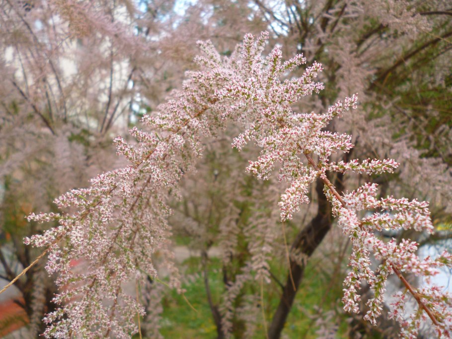 Тамарикс Парвифлора