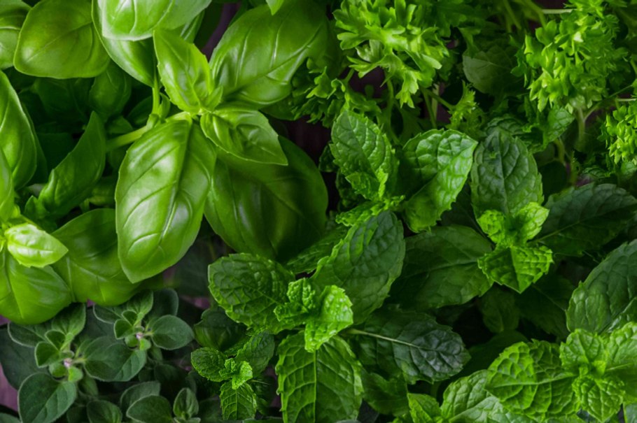 Базилик орегано душица кинза