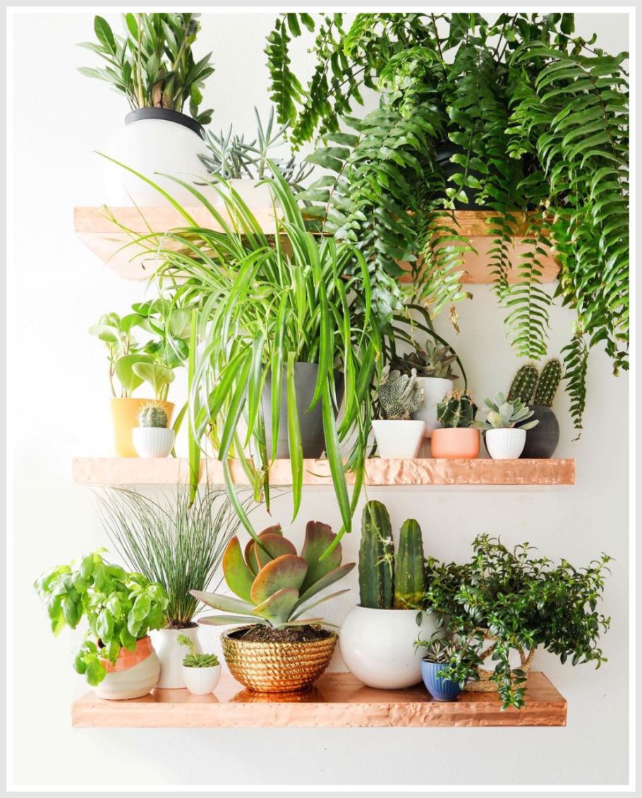 Комнатные цветы в интерьере