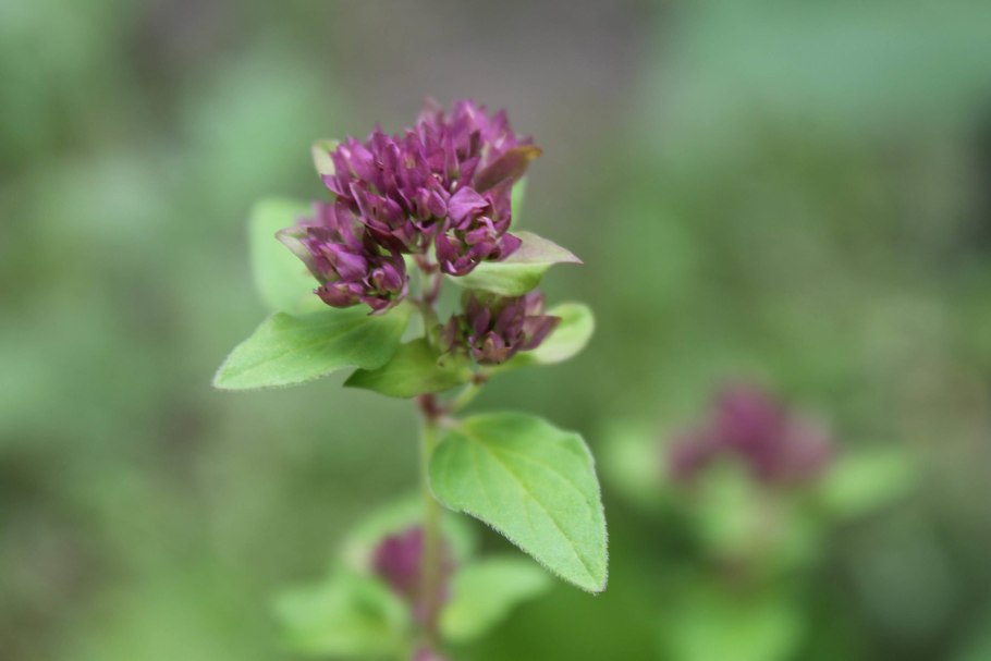 Душица гладкая Гентли Бриз