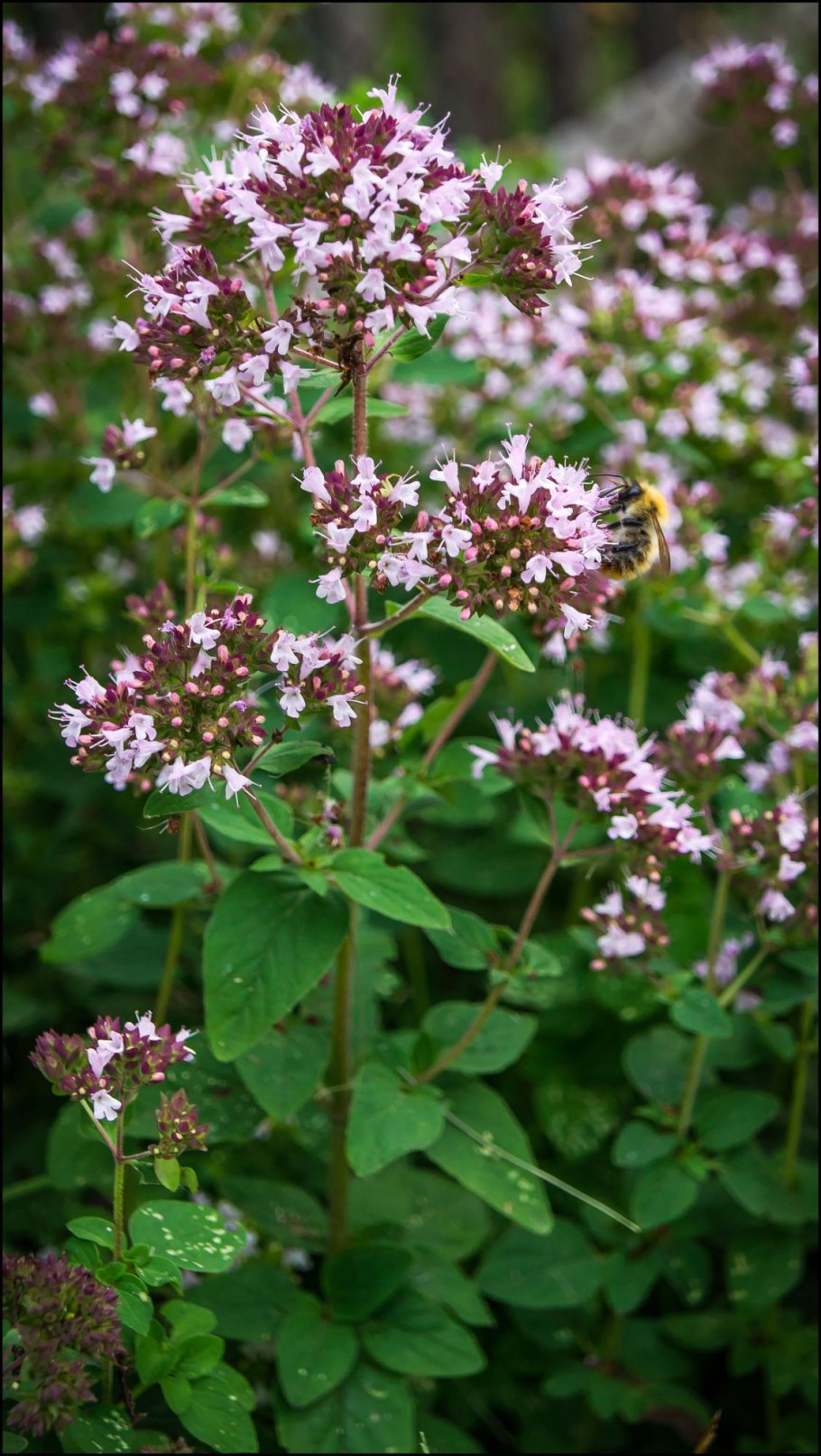Душица обыкновенная (орегано)