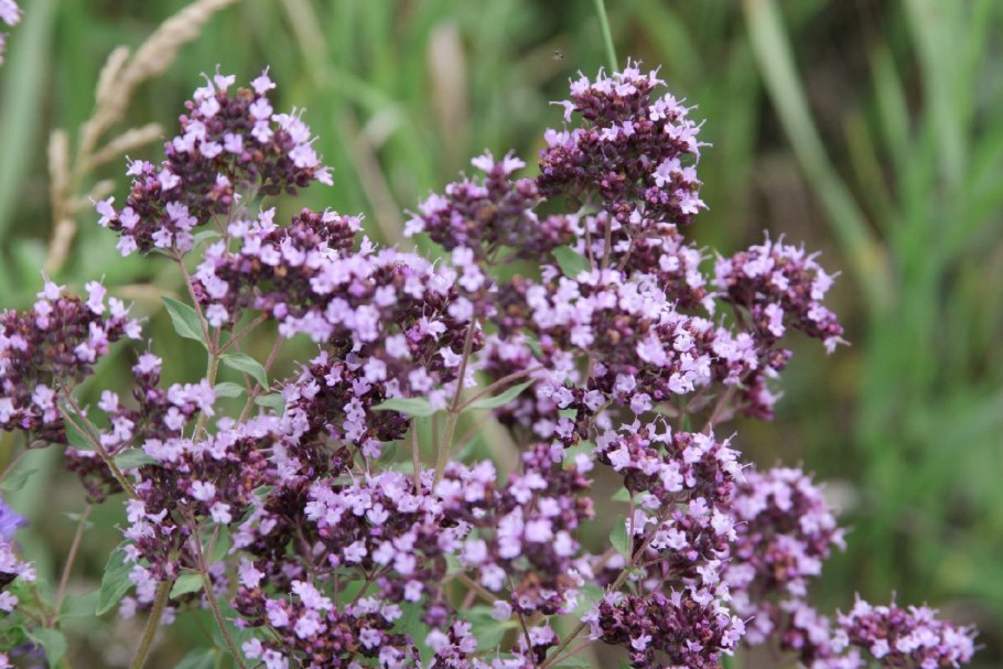 Душица обыкновенная ареал