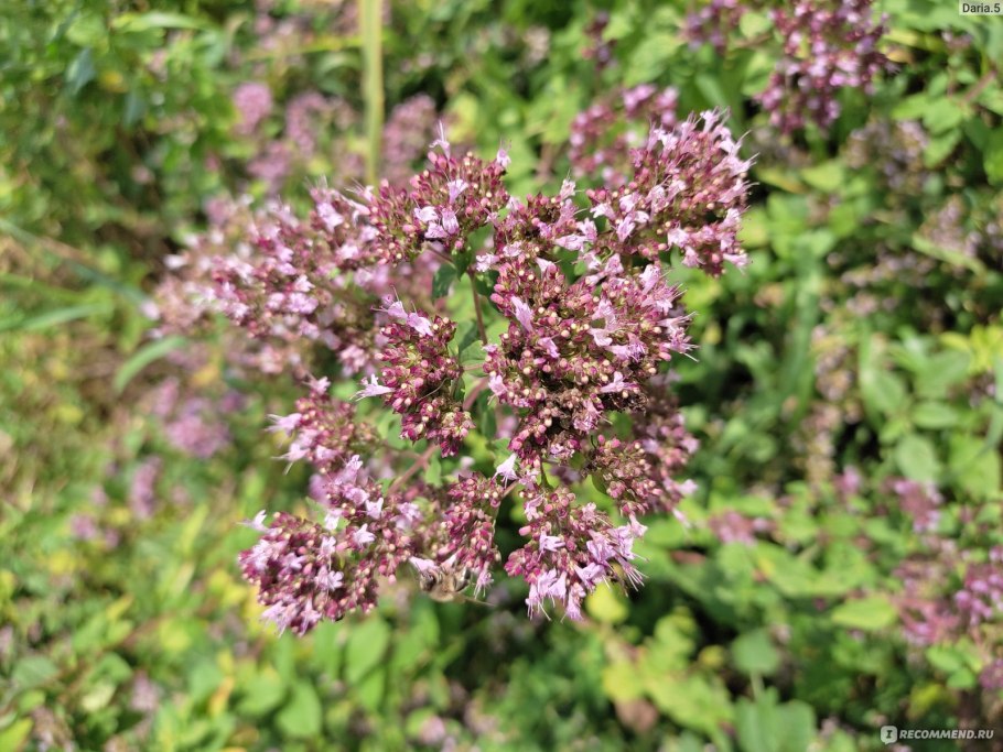 Душица обыкновенная ГФ