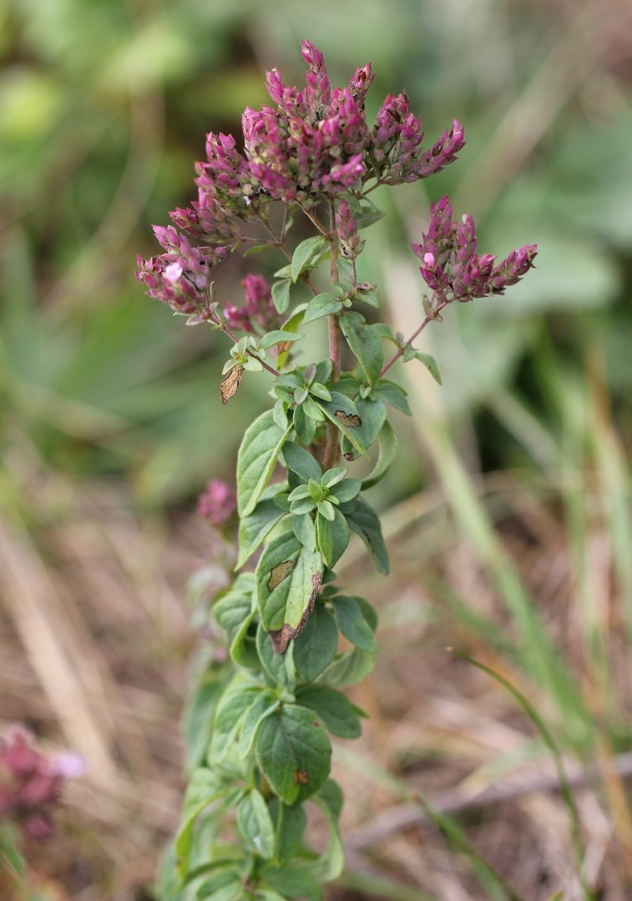 Душица обыкновенная (орегано)