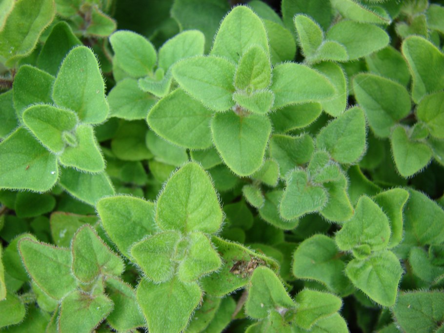 Origanum Majorana