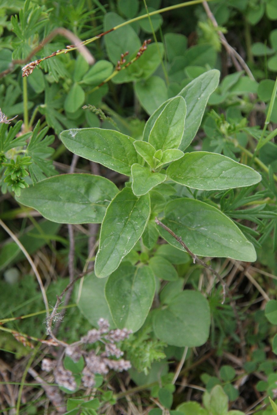 Орегано мята Болотная