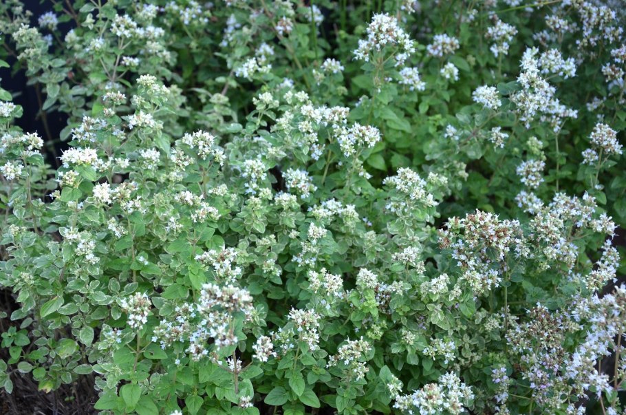 Сорта орегано