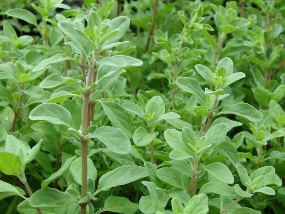 Майоран садовый, ориганум майорана.