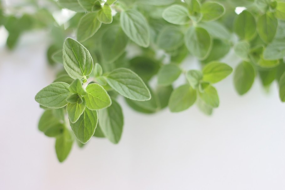 Кипрское орегано