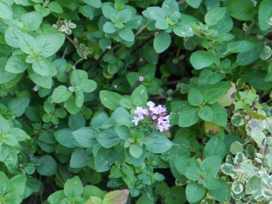 Душица белоцветковая