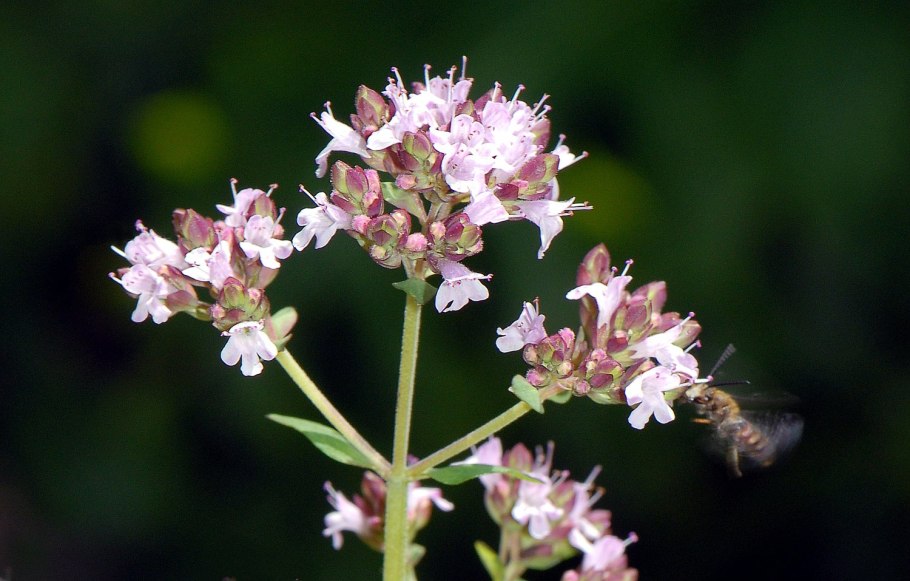 Ориганум вульгаре душица обыкновенная