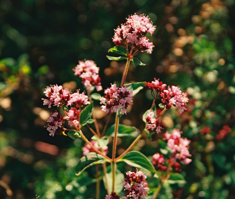 Губоцветные душица