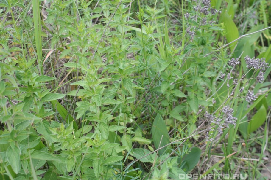 Душица обыкновенная листья