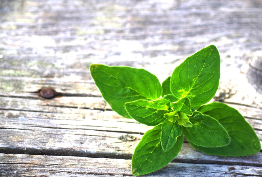 Ароматный орегано