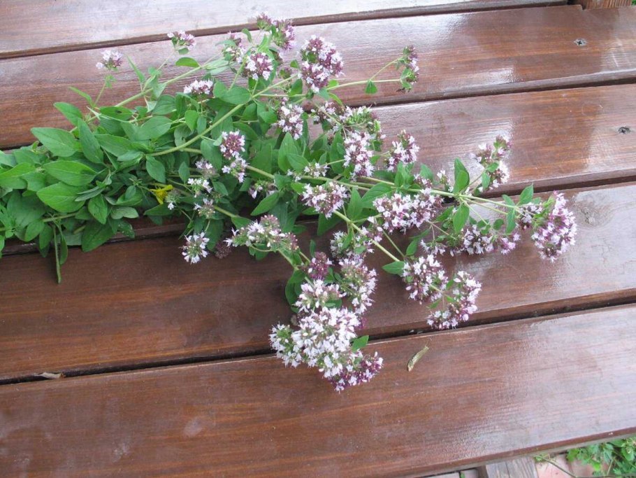 Орегано (душица, майоран).