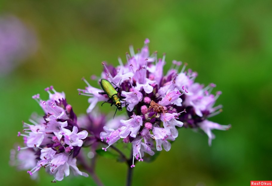 Душица мелкоцветная