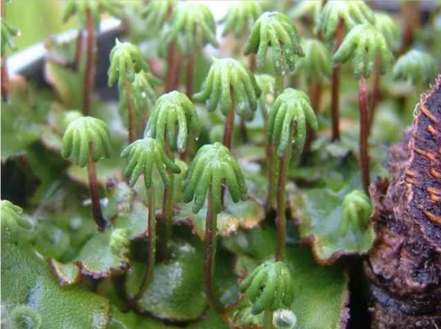 Мох почвенный маршанция