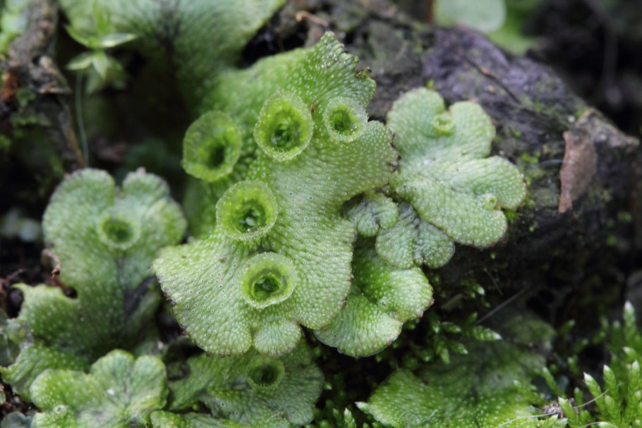 Маршанция обыкновенная – Marchantia polymorpha