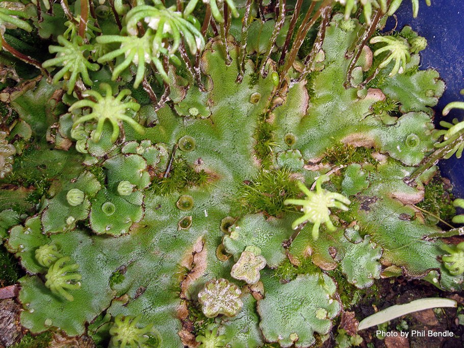 Печеночный мох маршанция