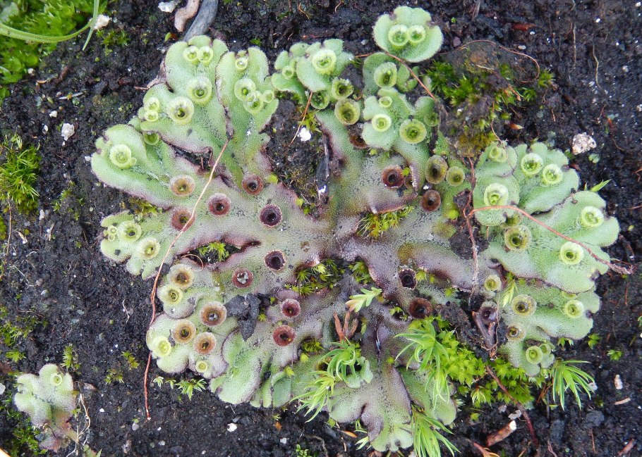 Маршанция обыкновенная