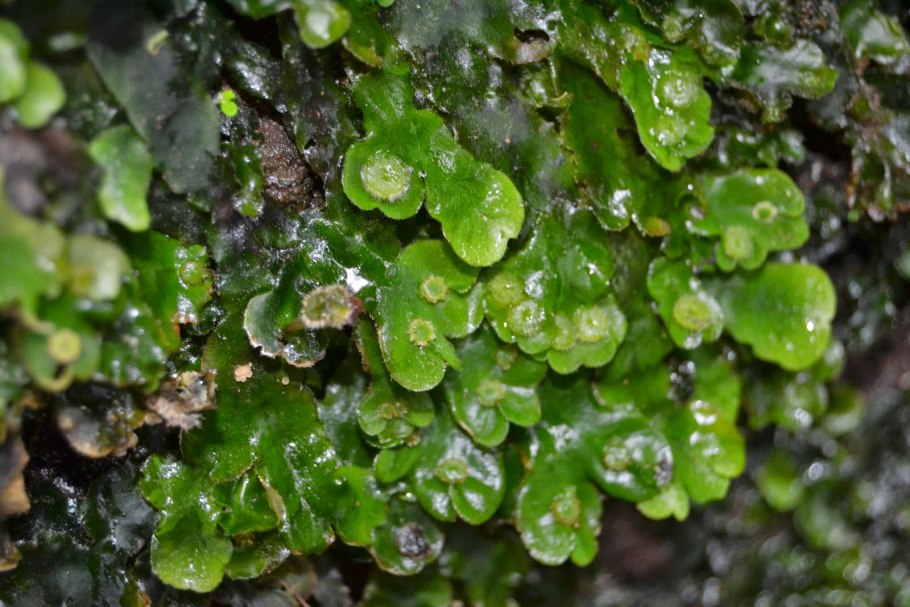 Моховидные печеночники