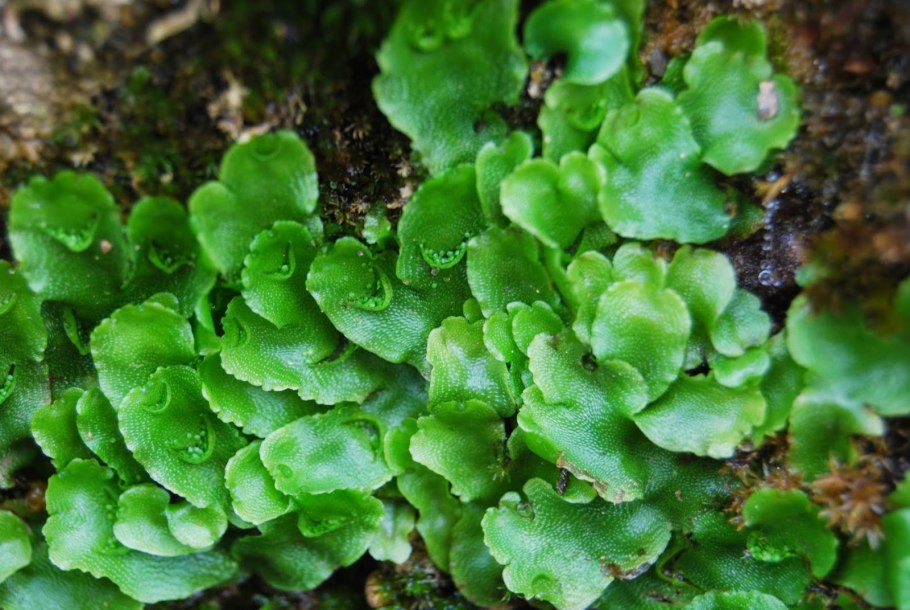 Печеночники маршанция