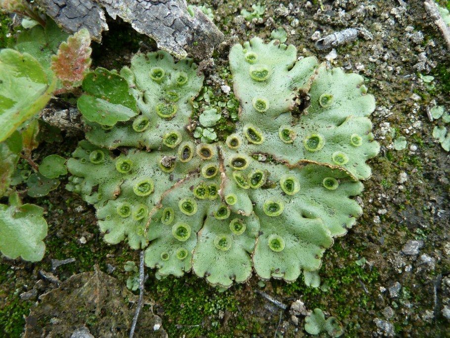 Печёночники мхи маршанция