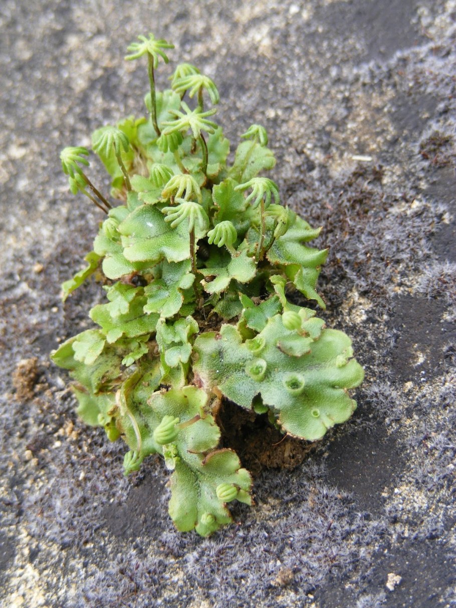 Печеночный мох маршанция